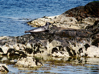 012 - One hour of seal-watching in Plockton