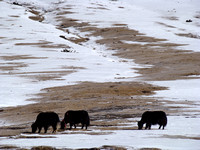 04- Quelques yacks paissent paisiblement dans la neige fraichement tombée.