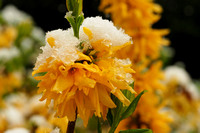 forsythia