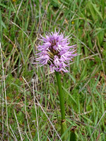 orchis italica