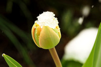 tulipes