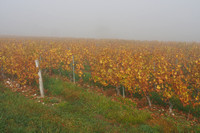 Jongieux, brouillard