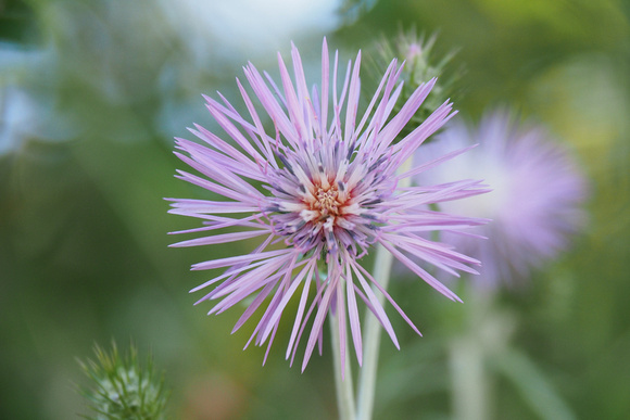 fleurs