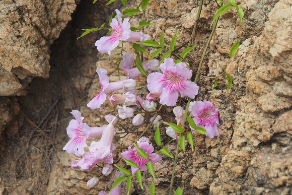 bignone rose, podranea ricasoliana