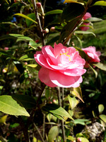 camelia