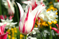 tulipes