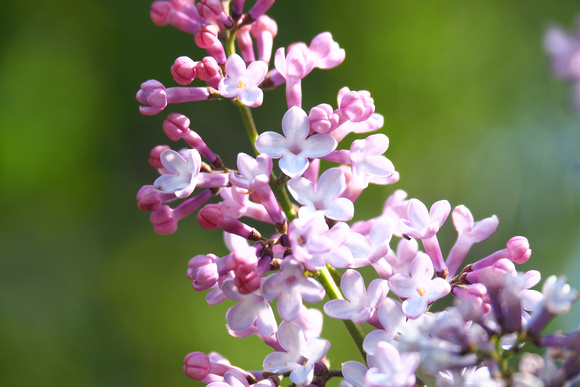 lilas