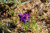 oxytropis