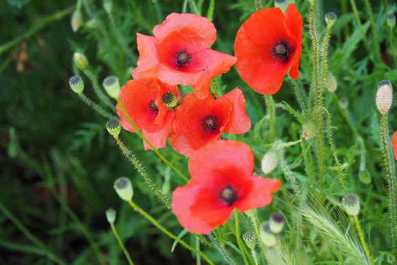 coquelicot