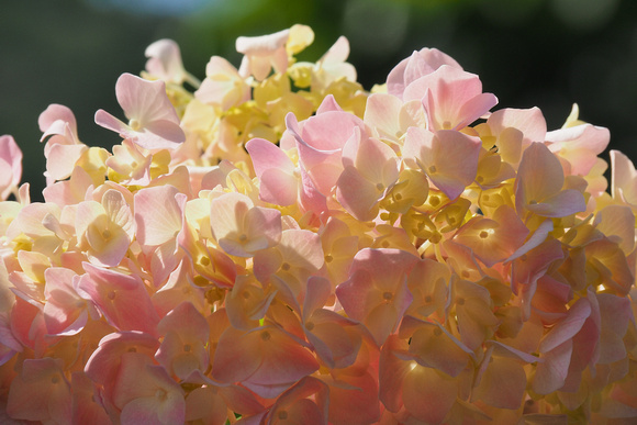 hortensia, hydrangea