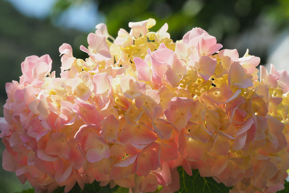 hortensia, hydrangea