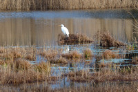 aigrette