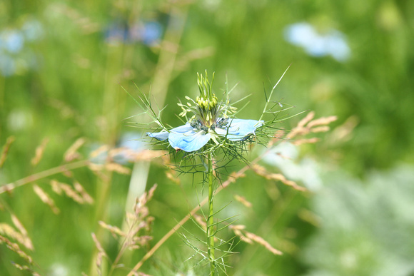 nigelle