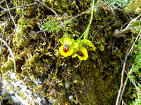 abeja amarilla, ophrys lutea