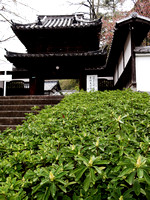 019 - Matsuyama - Hogon-ji