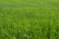 blé