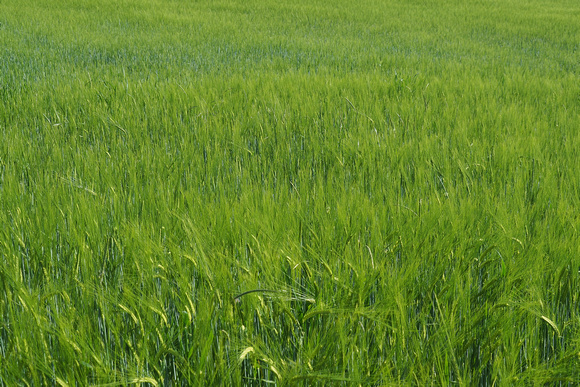 blé
