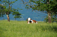 vache