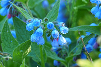 bleu