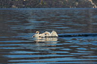 cygnes