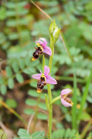 orchidées, orchis