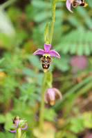 orchidées, orchis