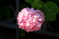 hortensia, hydrangea