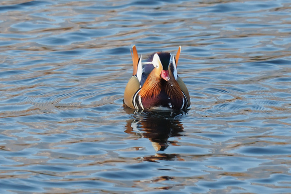 canard mandarin