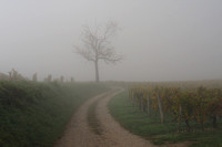Jongieux, brouillard