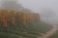 Jongieux, brouillard