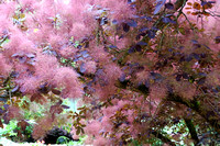 cotinus, arbre aux perruques