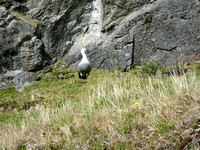 Cauquen comun - Magellan Goose