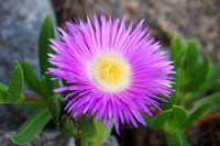 fleurs