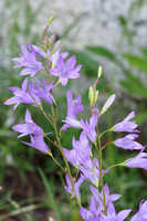 campanules