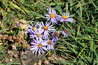 asters