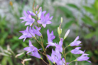campanules