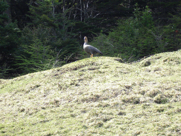 Cauquen comun - Magellan Goose