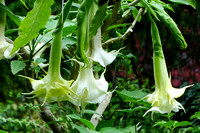 datura