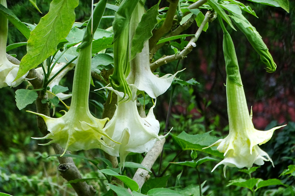 datura