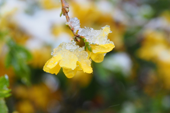 forsythia