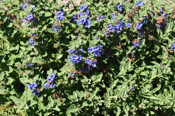 spirées bleues