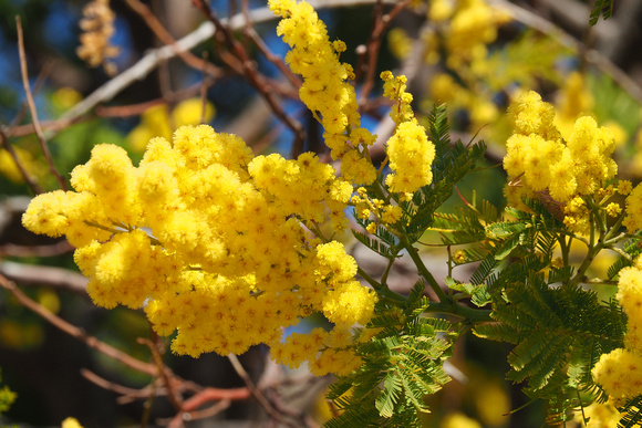 mimosa
