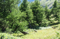 col du noyer